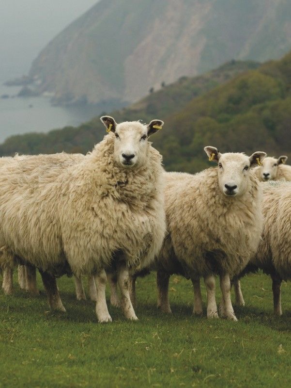 Sheep are raw material to create luxury wool fabrics that can be tailored suits.